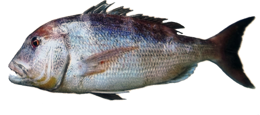 Dentex dentex_02.jpg